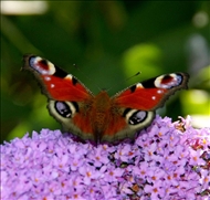 Schmetterling u. co28